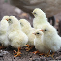 Houdan Chicken Chicks