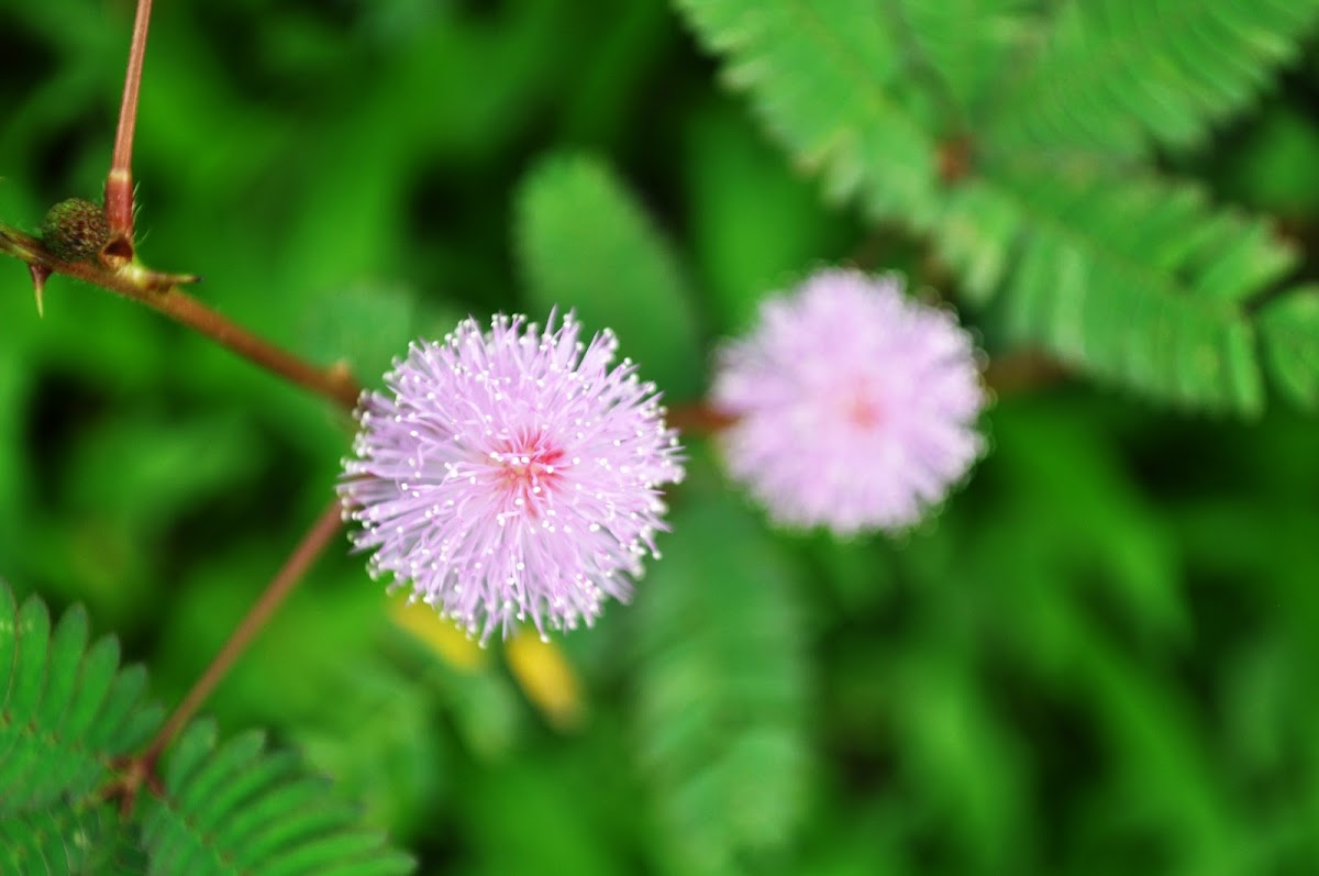 Mimosa or Makahiya