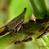 Treehopper and nymphs