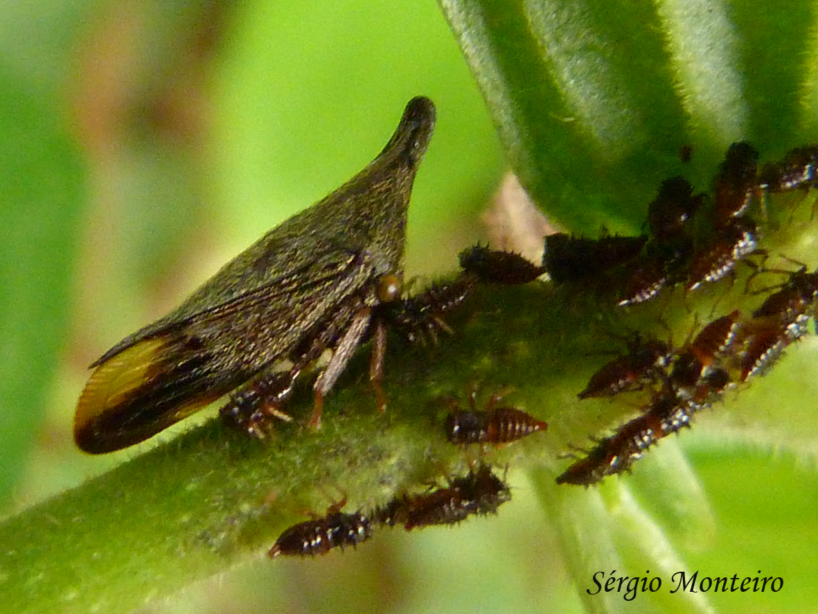 Treehopper and nymphs