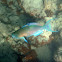 Redlip Parottfish