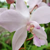 Spathoglottis Orchid