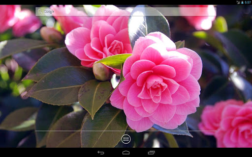 免費下載個人化APP|Camellia HD Live Wallpaper app開箱文|APP開箱王