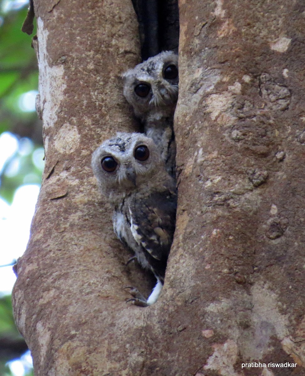 Collared Scops Owl (Juveniles)