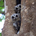 Collared Scops Owl (Juveniles)