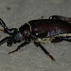 Broad-necked Root Borer