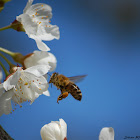 Western Honey Bee