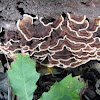 Turkey-tail Polypore mushroom