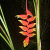 Heliconia