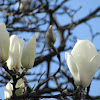 White magnolia (AKA Tulip tree)