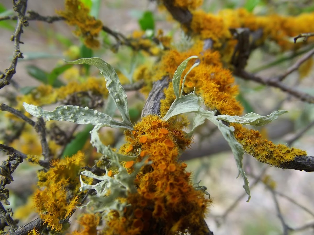 Golden eye lichen