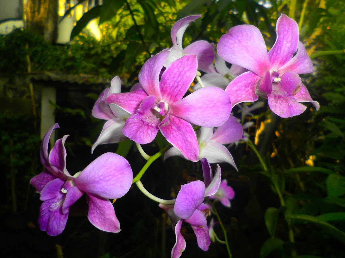 Violet dendrobium orchid