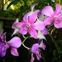 Violet dendrobium orchid