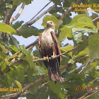 Brahminy Kite