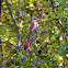 Northern Cardinal