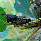 Grasshopper firetail