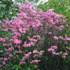 Early azalea