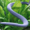 Cayenne Caecilian