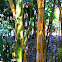 Painted Bamboo