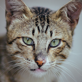 Little Tiger by Wei Fuk Lie - Animals - Cats Portraits