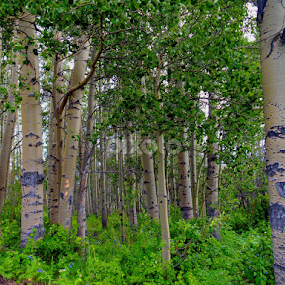 by Candy (Ellison) Downs - Landscapes Forests