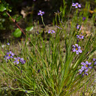 California Blue-Eyed Grass