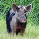 Feral Pig