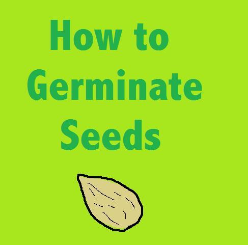 How to Germinate Seeds