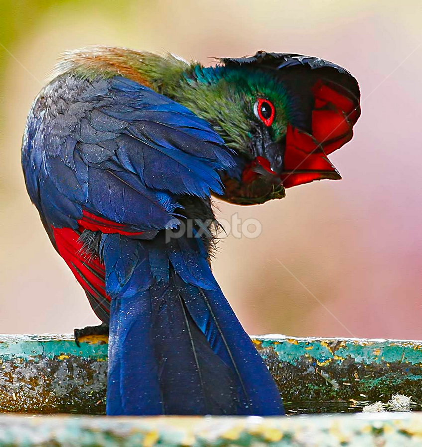 Purple Crested Turaco by Chris Krog - Animals Birds