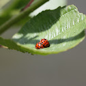 Asian ladybird