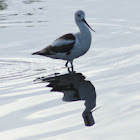 American Avocet