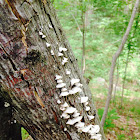 Bracket Fungus