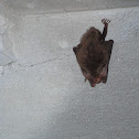 Rafinesque's Big-eared Bat
