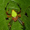 Orb-weaver Spider