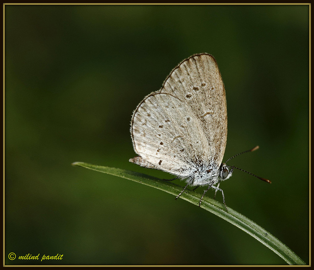 Andaman Lesser Grass Blue