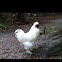Bantom Silkie Chicken (rooster)