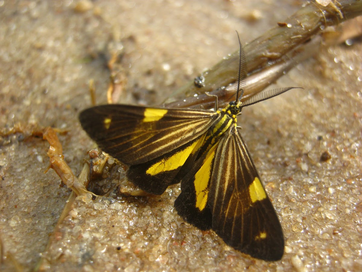 Dioptid Moth