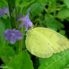 Three-Spot Grass Yellow