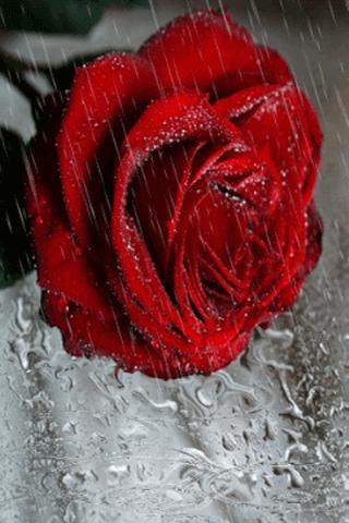 Download Raindrop Rose Live Wallpaper APK  - Only in DownloadAtoZ - More  Apps than Google Play.