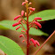 Red Buckeye