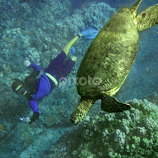Swimming with the Big Turtle by Jeanne Knoch -  