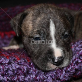 Brina by Kathleen McCabe - Animals - Dogs Puppies