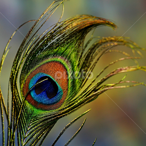 by Dipali S - Artistic Objects Other Objects