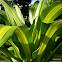 cornstalk Dracaena, corn plant