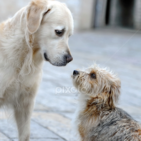 by Aleksandar Kordic - Animals - Dogs Playing