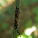 Tiphiid Wasp (male)