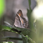 Taygetis Butterfly