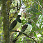 New Zealand Wood Pigeon or Kereru