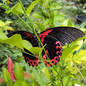 Scarlet Mormon (female)