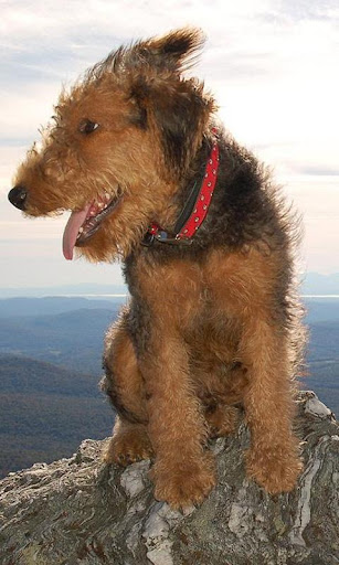 Airedale Terriers Jigsaw Puzzl